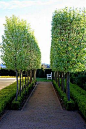 Snow Pear Trees  Lovely contrast of foliage against dark branches: 