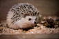 General 2000x1335 animals hedgehog