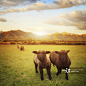 Spring Lamb, New Zealand meadow - 创意图片 - 视觉中国