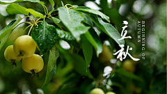 Zoey_Design采集到F-节气/节日