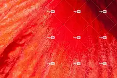 阿马丽利斯 花卉背景 红色的 开花 花 植物 笔记本电脑壁纸