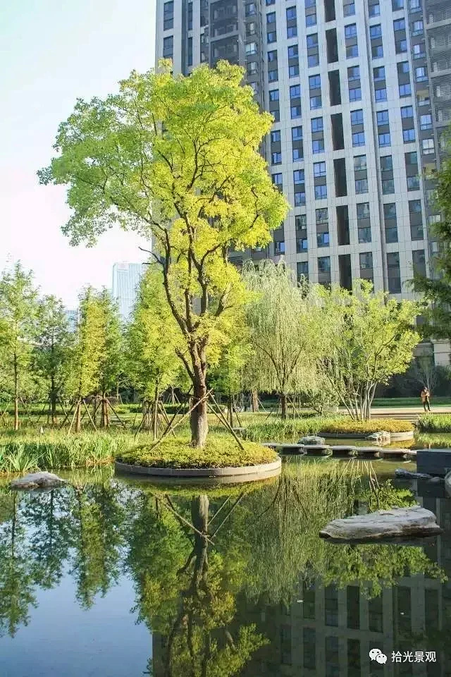 孤植｜因为设计,所以一棵树-花瓣网