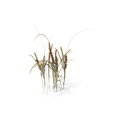 OhNoNa采集到植物