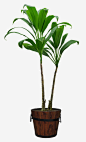 彭静绿色植物高清素材 png素材 彭静 绿色植物 免抠png 设计图片 免费下载