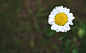 flower daisy garden nature outdoors spring summer bloom blossom botany plants wallpaper 