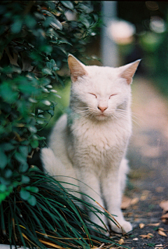 雲璃Kira采集到LesAnimaux.