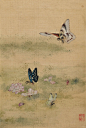 蝴蝶，也叫“春驹”