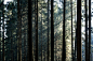 FOR/RESTING : Ongoing Project. Discovering the forest around my hometown. 