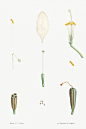 雷杜德《植物园》