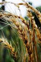 Photograph wheat by liou han-lin on 500px