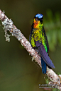 Fiery-throated Hummingbird by Judd Patterson on Flickr.