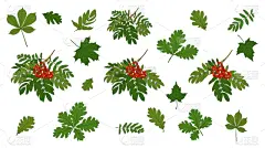枫叶,枝,绿色,山梨树,白色背景,九月,商务,十月,风,英国