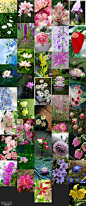 【花世界-植被素材-花素材参考】890P-23套-花鸟鱼宠-微元素Element3ds - Powered by Discuz!