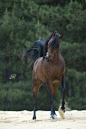 Arabian horse Egyptian show performance native costume