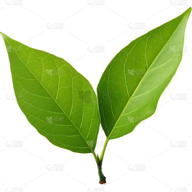 通用绿色植物叶子元素贴纸