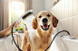 汉斯格雅 DogShower 是第一款为该品牌提供全新客户群的产品：汉斯格雅与狗专家合作，在以客户为中心的迭代创新流程中开发了一款特定的狗淋浴。柔软的长按摩喷嘴可清洁狗的毛皮上的洗发水和残留物。三种精选喷雾和弯曲的形式使狗洗更方便。汉斯格雅 DogShower 是同类产品中市场上首款优质产品，凭借其四种颜色变体，它和谐地融入了现有的浴室氛围。
