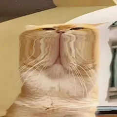 猫咪头像 - 高清图片，堆糖，美图壁纸兴趣社区