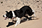 border_collie_herding_2_by_jansu95-d3rgvqq.jpg (4272×2848)