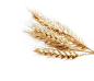 PNG 小麦 麦穗 (7)