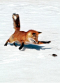 狐狸"精" ……_来自肚子疼的大闸蟹的图片分享-堆糖网