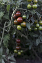 树枝上的自制番茄图片下载
