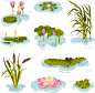 植物群,水,清新,环境,公园,池塘,草,自然美,春天,布置