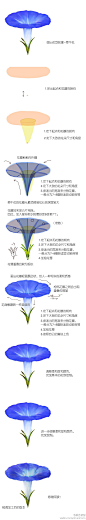 牵牛花画法