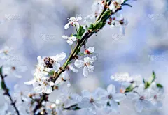 春暖花开果树壁纸