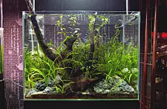 鱼缸造景