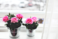 flowers 640×426