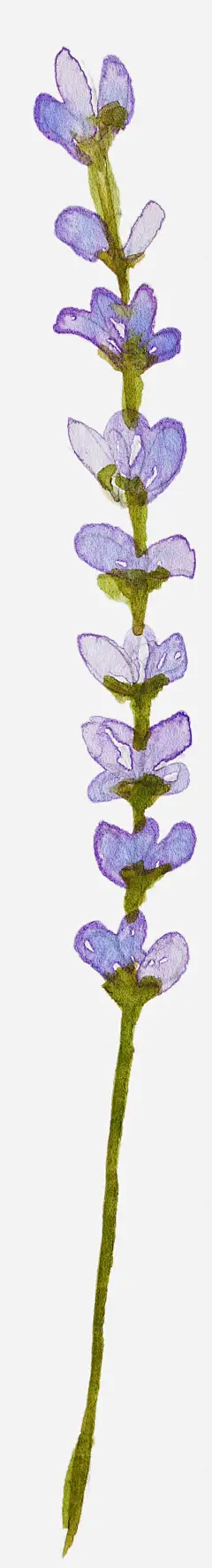 手绘薰衣草高清素材 免费下载 页面网页 平面电商 创意素材 png素材