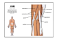 identify_upper_knee_anatomy_02.png