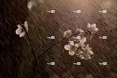 李子 花朵 自然 樱花 雨 雨滴 梅花 春天 花壁纸