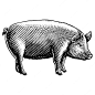 Vector pig  engraving hand drawn illustration