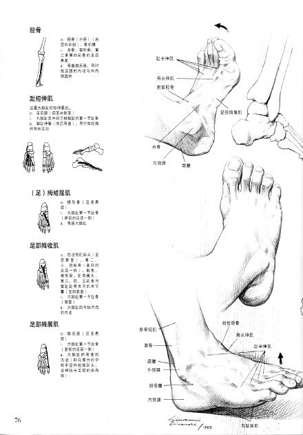 #绘画参考学习#腿脚肌肉结构