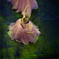 美丽的粉色芭蕾舞裙
