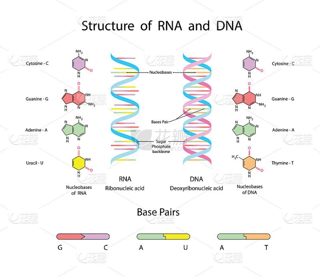 DNA和RNA的分子结构。信息图教育矢量插图素材-花瓣网
