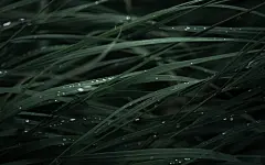 General 2560x1600 nature rain grass