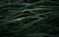 General 2560x1600 nature rain grass