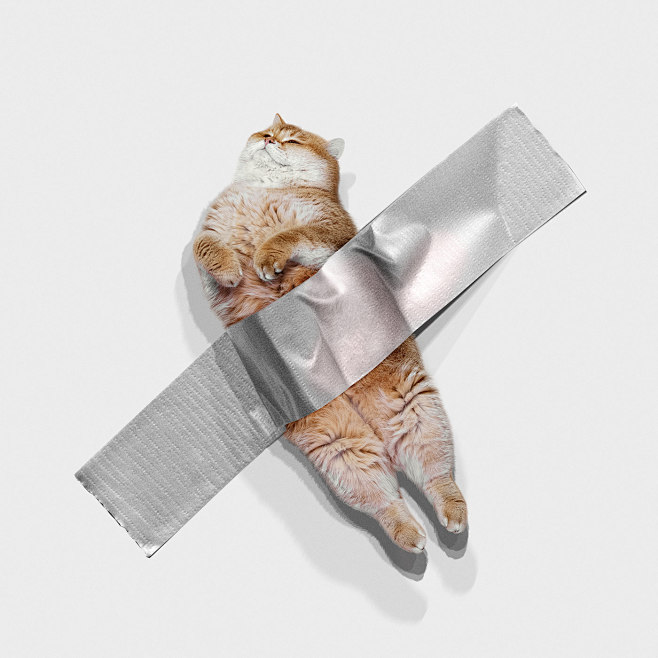 Behance :: 为您呈现 _猫_T...