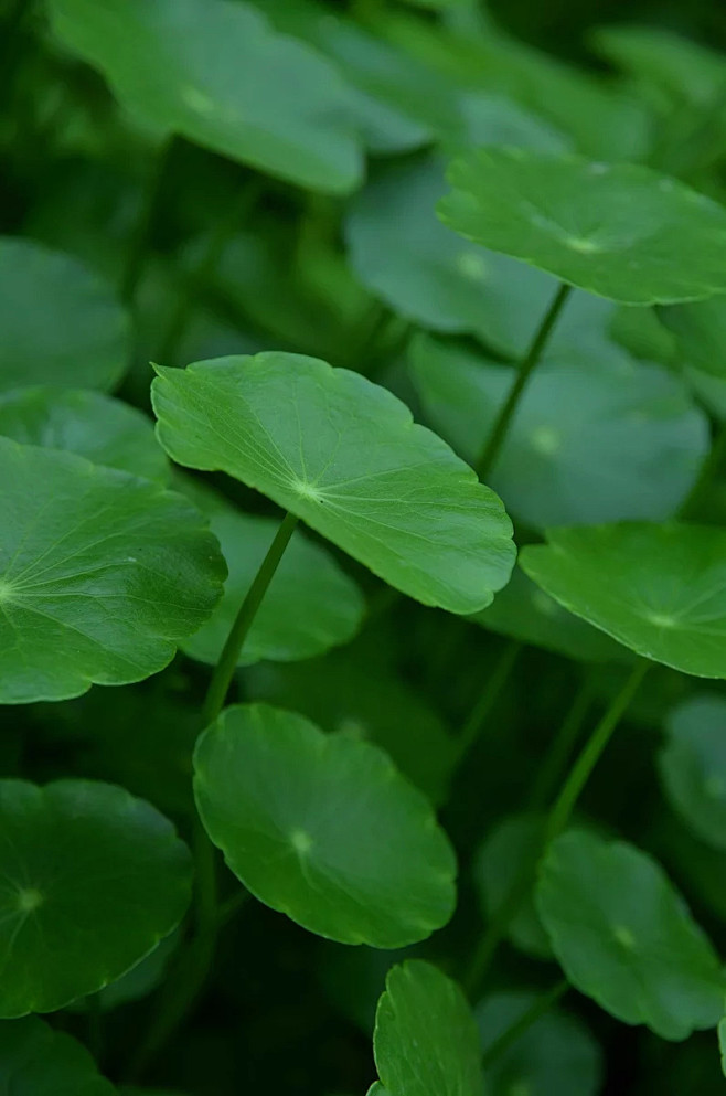 铜钱草
