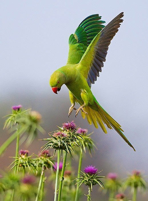 Rose-ringed Parakeet...