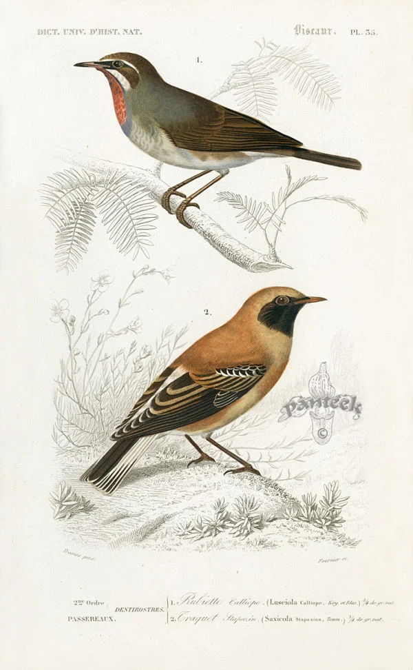 鸟类图谱绘画作品欣赏(7)_绘画艺术_图片作品欣赏_三联