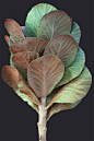 Have a bunch of leaves, Polygonal Miniatures