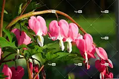 性质 美丽的花朵 花园 叶子 花 花卉背景 红心大战 花壁纸