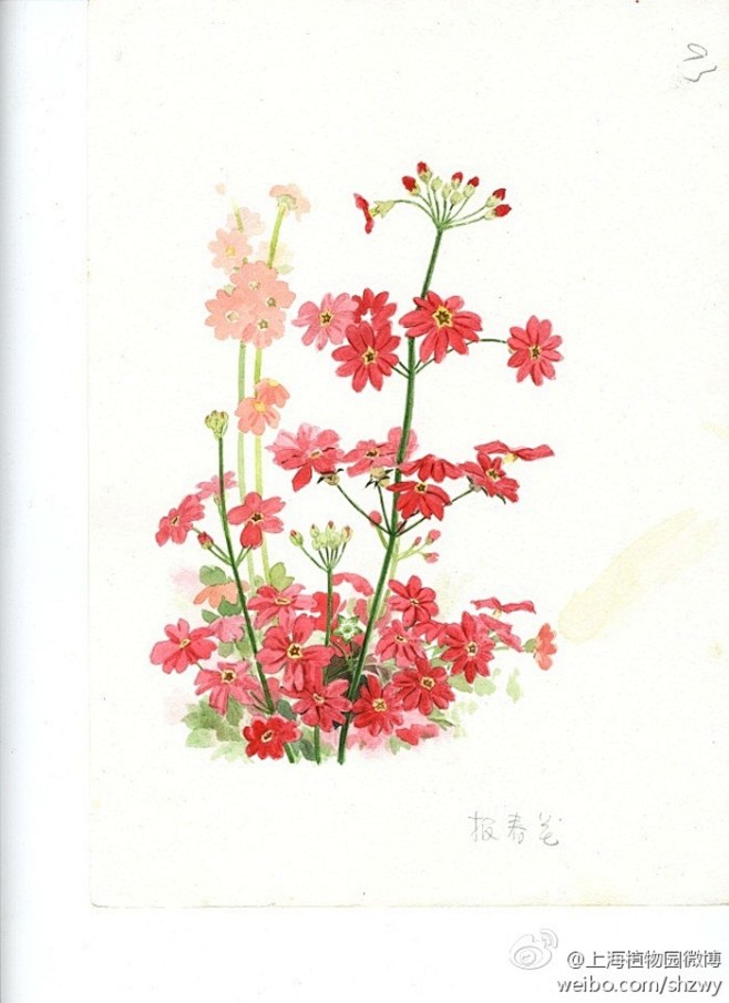 报春花又名年景花樱草为报春花科多年生草本植物中名报春和学名