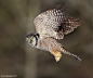 Northern Hawk Owl by Axel Hildebrandt on 500px
