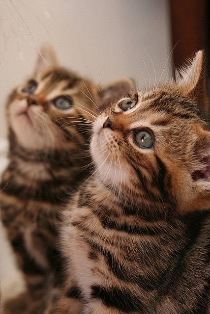 Adorable!