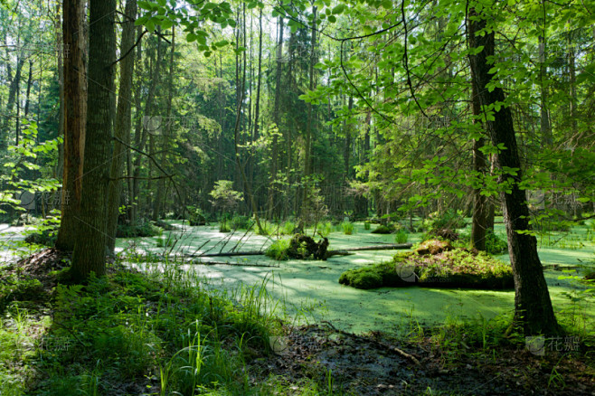 自然,桤树,bialowieza forest,静水,水,水平画幅,枝繁叶茂,无人,夏天,沼泽