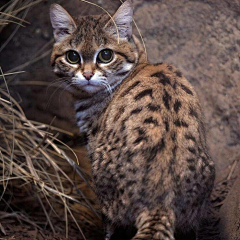 不准帅采集到猫狗萌宠